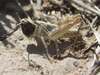 Ageneotettix deorum (Scudder, 1876): nymph (King Canyon Road, about 5.5 miles south of Chadron, Nebraska, 3 July 2020). (Otu).