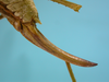 CollectionObject 1542909; DEES #10054', a49557df-c58f-483d-b048-4dae145f7d79: female, ovipositor lateral view (allotype). (CollectionObject).