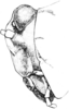 Platythorus toltecus (Saussure, 1861): Fig. 149. female, head, lateral view. (Otu).