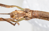 CollectionObject 1556949; NMW 75, afd5275d-2eac-4af4-8981-35733d0678a6: copyright NMW. female: head, ventral view (holotype). (CollectionObject).