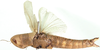 Chloroxyrrhepes virescens (Stål, 1873): female, dorso-lateral view. (Otu).