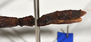 CollectionObject 1570989; 90a37768-d0db-4a5f-8117-b297ae92ee38: copyright MONZ, Wellington. female: end of abdomen, lateral view (paratype). (CollectionObject).;CollectionObject 1570990; 35992bb9-3ca7-4308-a1df-d86fc629e7f0: copyright MONZ, Wellington. female: end of abdomen, lateral view (paratype). (CollectionObject).