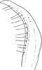 Stylus: !! display not done !! on Tremulicerus distinguendus (Kirschbaum, 1868): Stylus. (Observation).