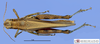 CollectionObject 1565550; MLP3380', 18083aa9-3ef6-463c-b38e-b3e3e62f1998: female, dorsal view (paratype). (CollectionObject).