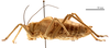 CollectionObject 1475331; 4e452ff7-0fc1-4572-afe6-f526fc4c793b: male, lateral view (holotype of Deracanthina mistshenkoi Bazyluk, 1972). (CollectionObject).