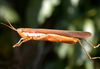 Cornops paraguayense (Bruner, 1906): female. (Otu).