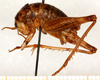 CollectionObject 1499236; 3671f60a-ad6e-43da-b5b1-0e66a4b97528: male, lateral view (holotype). (CollectionObject).