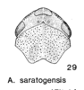 Head on Aphrophora (Plesiommata) saratogensis (Fitch, 1851): (Observation).