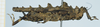 CollectionObject 1583753; 1f2ade45-ea71-48b9-af9d-021b03b20c8c: female, lateral view. (CollectionObject).