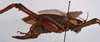CollectionObject 1534721; 749d7da9-5053-4fe6-beab-5221844bc758: female, lateral view (allotype). (CollectionObject).