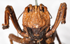 CollectionObject 1531892; NMW 9974, 7aba2eb5-f66d-4973-883d-0523e20c3ae6: female, frontal view (syntype). (CollectionObject).
