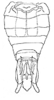 Pygofer, ventral view: !! display not done !! on Hebata (Hebata) fabalis (DeLong, 1930): Genital capsule, ventral view. (Observation).