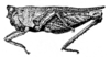 Bolivaridora lutosa (Bolívar, 1887): Fig. 227 (after holotype). female, lateral view (pronotum length 9 mm, hind femur 6 mm). (Otu).