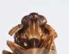 Head: !! display not done !! on Pissonotus dentatus Morgan & Beamer, 1949: (Observation).
