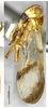 Habitus, lateral view on Betacixius flagellihamus Zhang & Chen, 2011: (Observation).