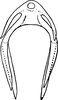 Aedeagus, ventral view on Edwardsiana frustrator (Edwards, 1908): Aedeagus, ventral view. (Observation).
