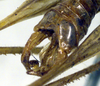 CollectionObject 1500348; ecd96df7-66f9-4762-b239-bff3048446d6: male cerci (syntype). (CollectionObject).