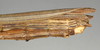 CollectionObject 1562250; NMW 994, 2949a941-3830-4b6c-8d72-d393f8210b6e: copyright NMW, Vienna. female: end of abdomen, lateral view (holotype). (CollectionObject).