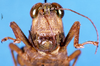 CollectionObject 1505073; c93b0f74-acfc-47db-b5b6-e9eca7e1fb59: female, frontal view (syntype). (CollectionObject).