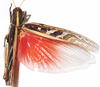 Ornithacris pictula pictula (Walker, 1870): as O pictula. dorsal view. (Otu).