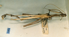 CollectionObject 1558812; d55bf420-b728-4f51-ac65-3aa2206a86e3: copyright CUMZ, Cambridge. male, lateral view (syntype). (CollectionObject).;CollectionObject 1558813; 49704ac7-286a-4516-a3eb-2662b0db8d0f: copyright CUMZ, Cambridge. male, lateral view (syntype). (CollectionObject).