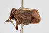Habitus, lateral view on Atylana intrusa (Melichar, 1906): (Observation).