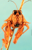 CollectionObject 1505094; 72783f1b-ccc0-4407-8381-194d44257f55: male, frontal view. (CollectionObject).