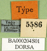 CollectionObject 1501263; a8d94a16-97fb-4798-8a57-77d5eb7f3a25: labels (holotype). (CollectionObject).