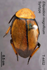 CollectionObject 1573329; MVMA T 4452, 7504d3f2-c182-48bf-afb3-5ad954d585b2: Copyright Museum Victoria / CC BY. Syntype, female, dorsal. (CollectionObject).