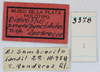 CollectionObject 1513132; 10433765-84d1-47cc-8ed2-23988d5f7767, MLP3378/1: labels (holotype). (CollectionObject).