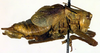 CollectionObject 1500646; 8065ee67-09d6-4d80-941d-71ffb7a7359b, DORSA BTisokalS01: male, lateral view (syntype). (CollectionObject).