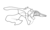 Jivarus alienus (Walker, 1870): endophallic plates (basal and apical valves of aedeagus) and cingulum, lateral view. (Otu).