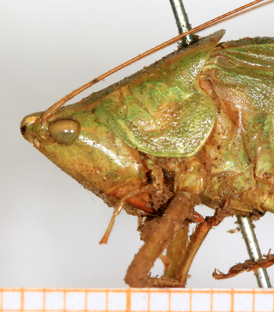 male, head and pronotum, lateral view (syntype). Depicts CollectionObject 1531476; NMW 8360, de9dc80d-7186-4429-a0c0-e2c8bbcff8d4, a CollectionObject.