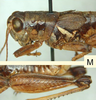 Melanoplus payettei Hebard, 1936: male. (Otu).