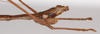 CollectionObject 1563069; c3666a36-78e0-441a-8c61-a24ccf583f64: copyright ZSMC. male: end of abdomen, lateral view (holotype). (CollectionObject).