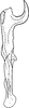 Stylus on Erythria aureola (Fallén, 1806): Stylus (dorsal view). (Observation).
