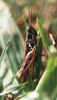 Catantops melanostictus melanostictus Schaum, 1853: (Otu).