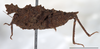 Misythus cristicornis (Walker, 1871): male, lateral view (Mount Makiling, UPLMNH, scale bar: 5 mm). (Otu).