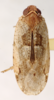 Habitus, dorsal view on Catonia haitiensis Dozier, 1931: holotype. (Observation).
