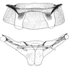 Abdomen, sternal apodemes, ventral view: Abdomen, sternal apodemes, ventral view (male). (Observation).