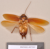 Periplaneta australasiae (Fabricius, 1775): Holotype, unsexed, dorsal. BMNH(E)#877997. (Otu).