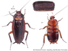 Fortiblatta brunnea (Burmeister, 1838): Copyright Josef Dvorák. Periplaneta brunnea. (Otu).