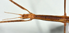 CollectionObject 1557242; a1cb9fff-47d6-4808-ab22-33d14a292051: copyright MONZ, Wellington. female: head & thorax, dorsal view (holotype). (CollectionObject).