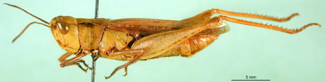 female, lateral view (syntype). Depicts CollectionObject 1502014; 3188bf62-f140-4c15-94c6-5e7881375894, a CollectionObject.