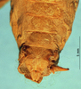 CollectionObject 1567596; 66947c08-fd10-4950-b1dd-33554481d6a1: male subgenital plate. (CollectionObject).