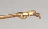 CollectionObject 1560716; NHMUK(SF IMPORT DUPLICATE) 844537, f06f00c4-7184-48a2-9b89-82e85eeb6f47: copyright Natural History Museum, London. male: end of abdomen, lateral view (paralectotype) [= Paracalynda utilaensis (Zompro, 1998)]. (CollectionObject).