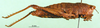 CollectionObject 1502659; 2f3d92b2-67ee-4e40-b65c-980a0a721361: female, lateral view (paratype of Ixalidium usambaricum). (CollectionObject).