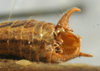 CollectionObject 1516797; 1b384fff-8b4c-4916-b704-604cd3ebf5eb: male cerci (syntype). (CollectionObject).