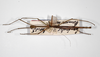 CollectionObject 1559583; 5adf3712-9882-4218-99e1-9c2178f55104: copyright ZHMB, Berlin. male, dorsal view of synonym Candaules transiens (paralectotypes). (CollectionObject).;CollectionObject 1559584; cd52ee9d-327c-45ee-9b2f-9a0c9d7cc06e: copyright ZHMB, Berlin. male, dorsal view of synonym Candaules transiens (paralectotypes). (CollectionObject).