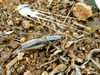 CollectionObject 1591357; 0a5c9542-fd08-485b-8fca-1b78b0c6bcec: male (BG: E Danubian Plain, near Alvanovo). (CollectionObject).